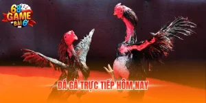 Đá gà trực tiếp hôm nay