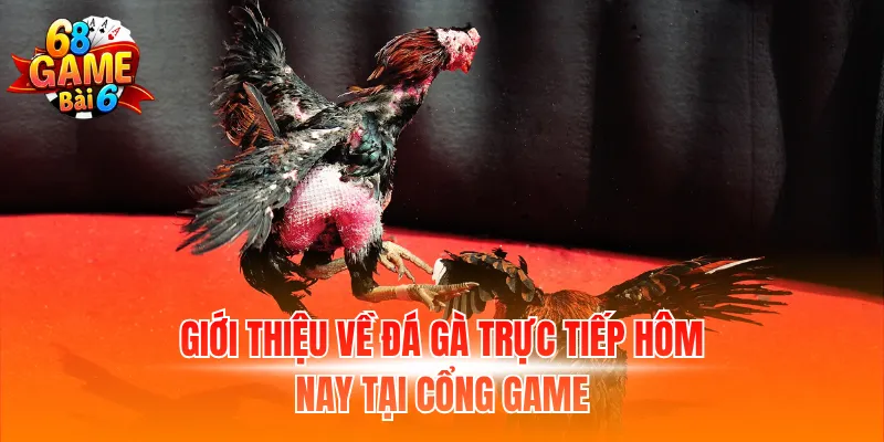 Giới thiệu về đá gà trực tiếp hôm nay tại cổng game