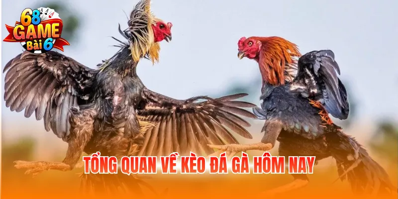 Tổng quan về kèo đá gà hôm nay